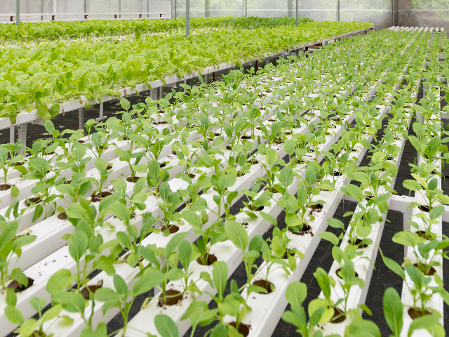 Hydroponics - Easy solution for soilless agriculture greenschoolsgreenfuture