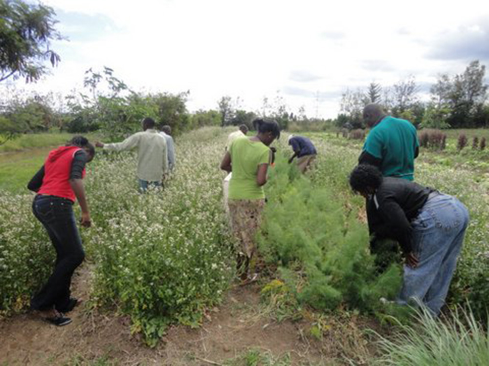 Green Schools in Kenya