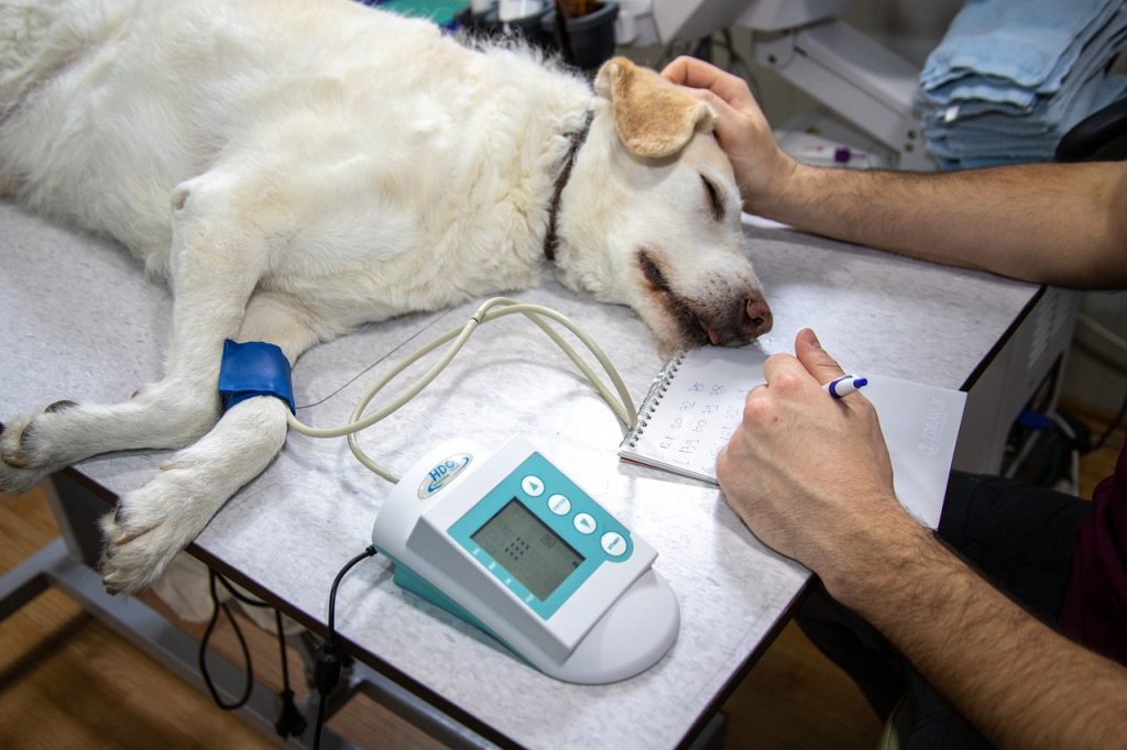 sick-dog