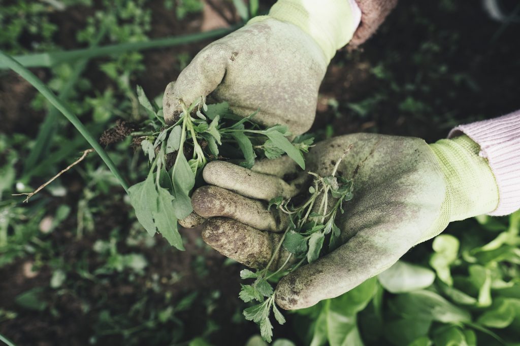 The organic herbicide way Image
