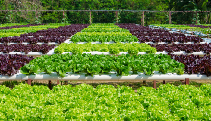Organic hydroponic vegetable cultivation farm.