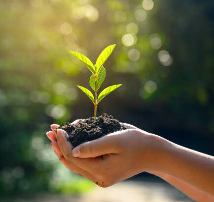 In the hands of trees growing seedlings. Bokeh green Background Female hand holding tree on nature field grass Forest conservation concept