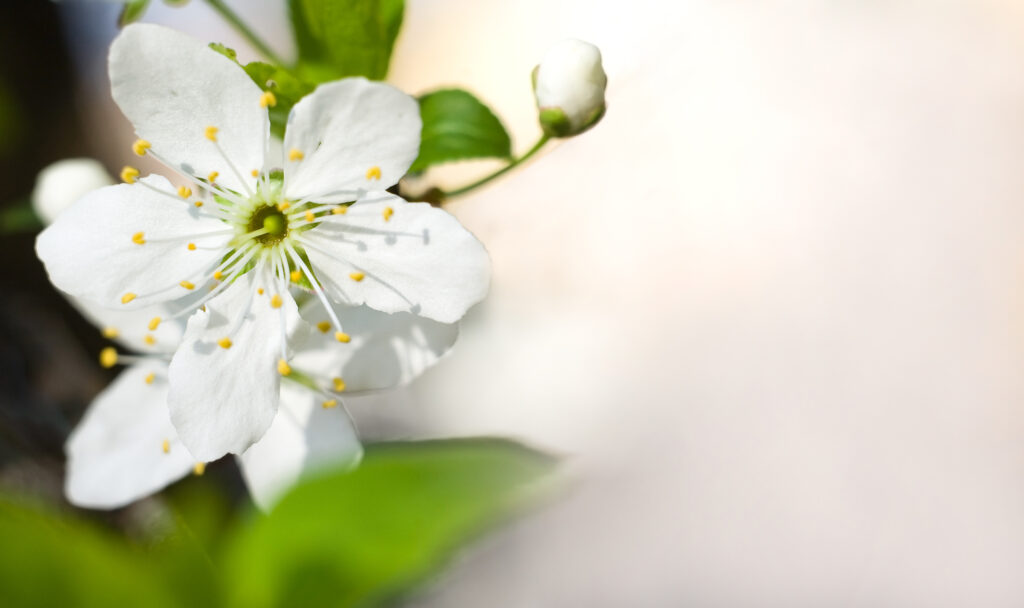 sustainable resolutions - flower